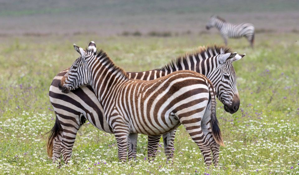 Tanzania Wildlife Ngorongoro zebras AZ (3).jpg - Jambo Safari Club